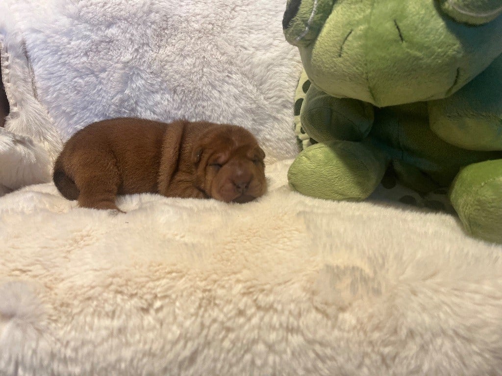 Brooke one the wonders - Shar Pei