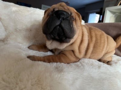 Les chiots de Shar Pei