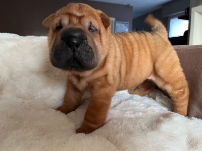Les chiots de Shar Pei