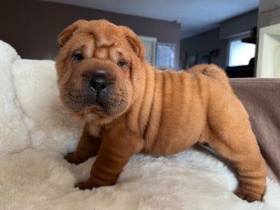 Les chiots de Shar Pei