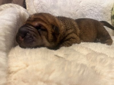 bobby brown dit"millie" - Shar Pei