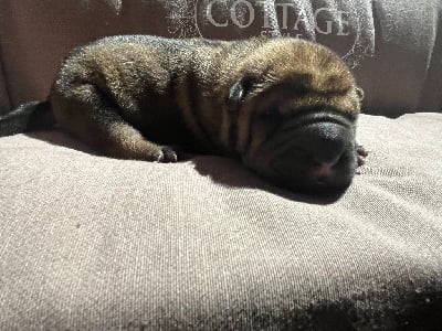Shar Pei
