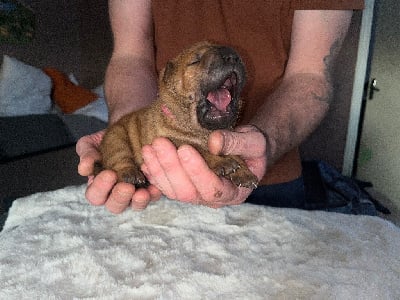 Les chiots de Shar Pei