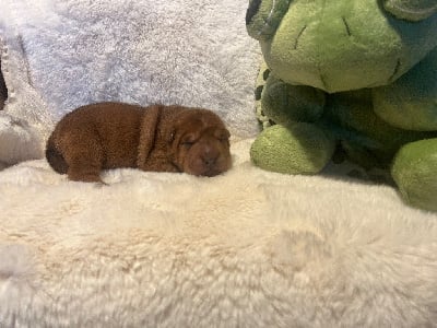 Brooke one the wonders - Shar Pei