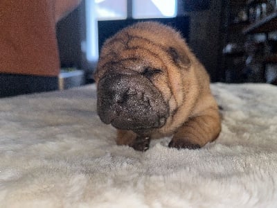 Les chiots de Shar Pei