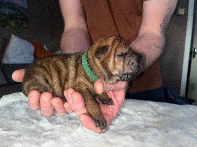 Les chiots de Shar Pei