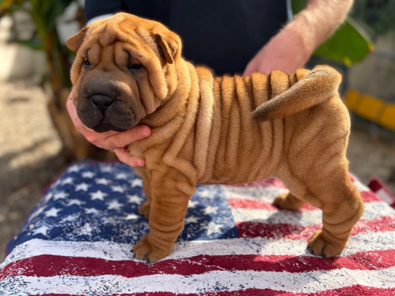 Shar Pei - Du Temple De Guan Yu