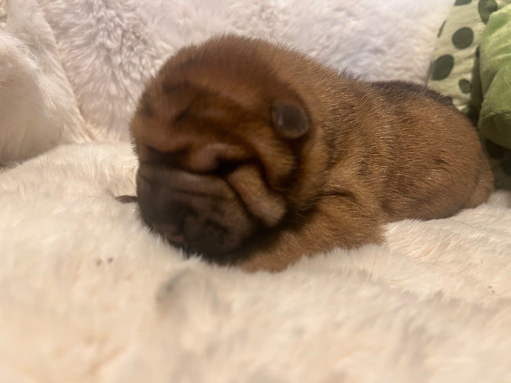 Brooklyn bridge - Shar Pei