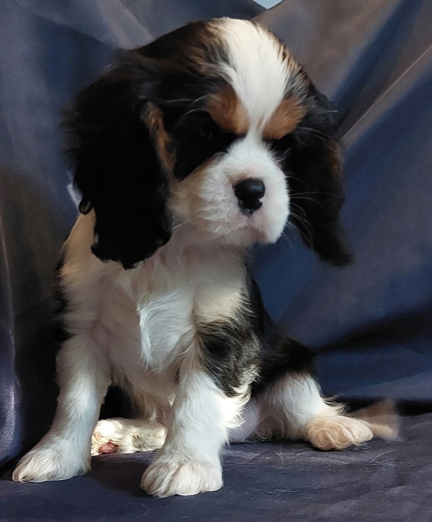 Tibye De L'Elite Du Kevezer