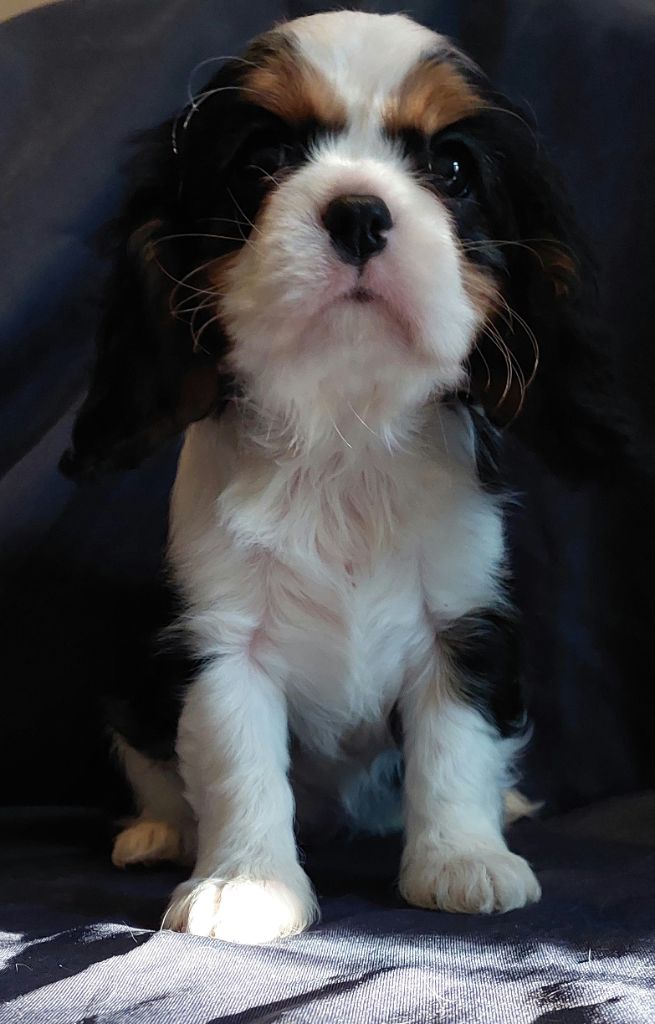 Tibye De L'Elite Du Kevezer