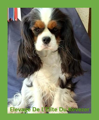 Tibye De L'Elite Du Kevezer