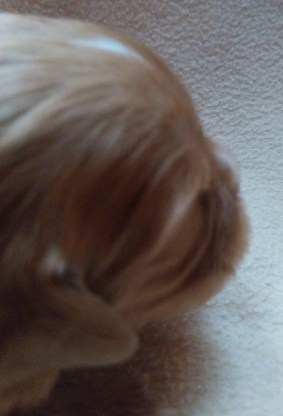 Chiot N°1