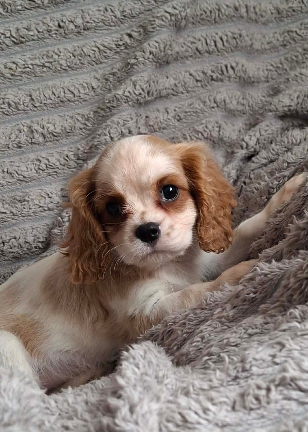 Chiot N°2