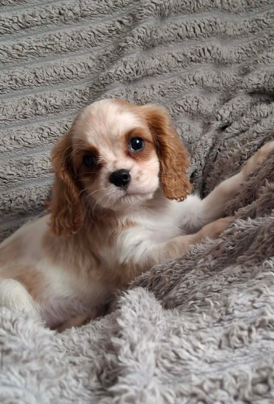 Chiot N°2