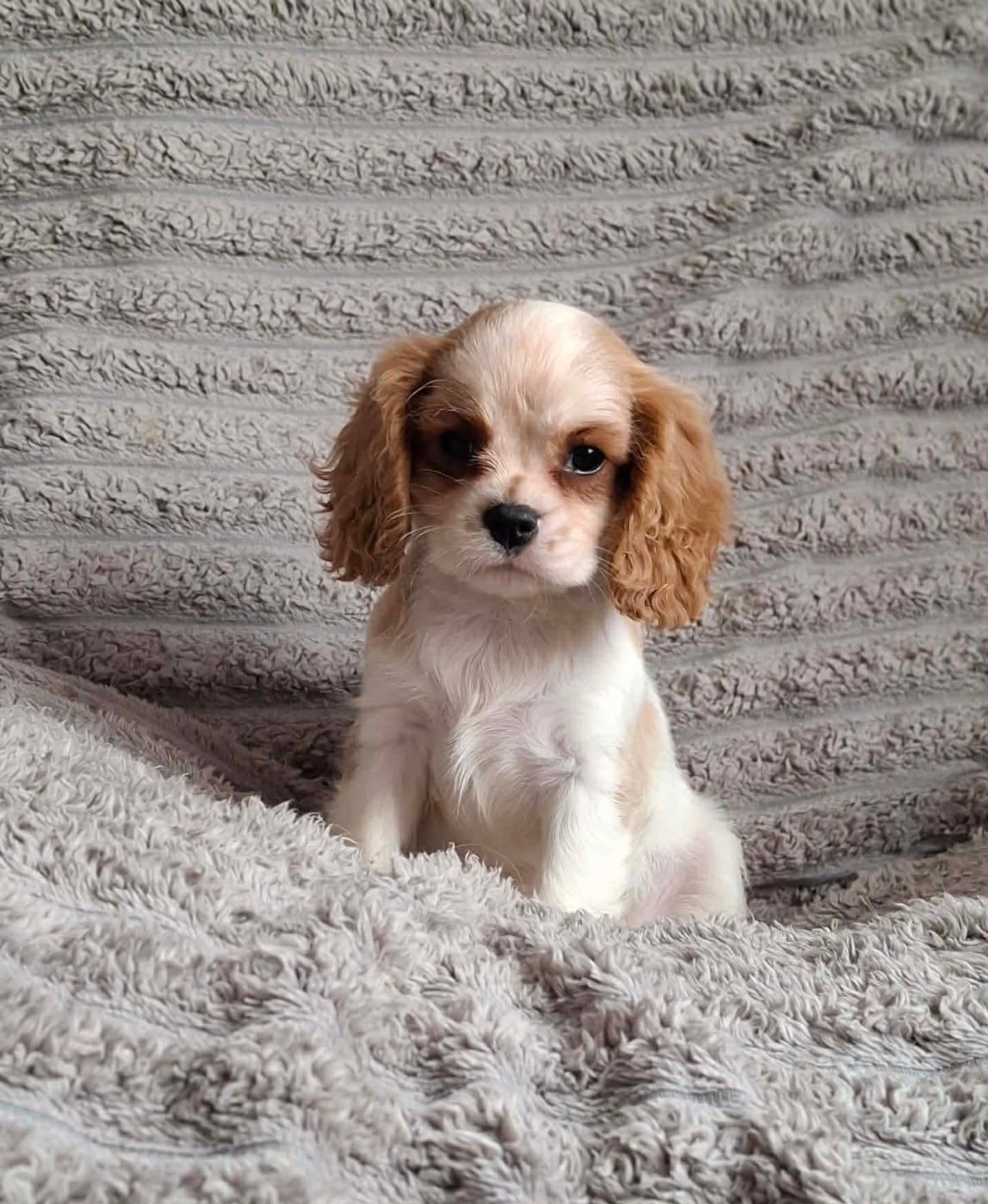 Chiot N°2