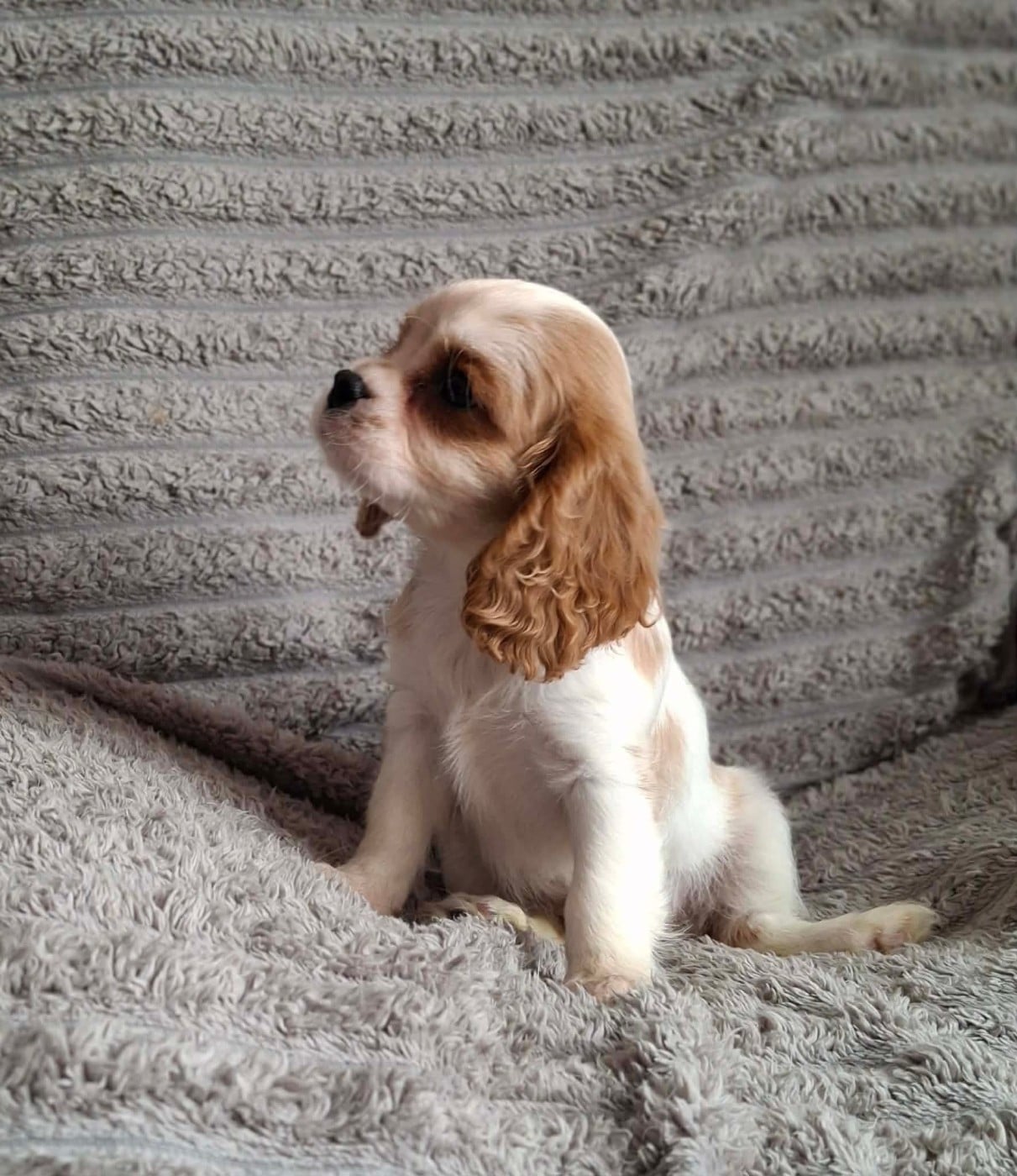 Chiot N°2