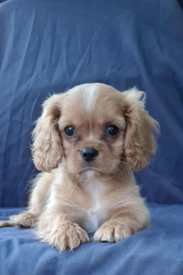 Les chiots de Cavalier King Charles Spaniel