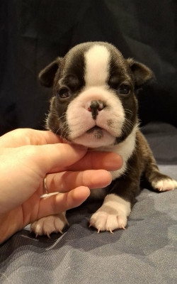 Les chiots de Boston Terrier