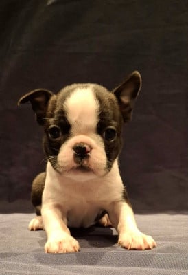 Les chiots de Boston Terrier