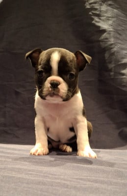 Les chiots de Boston Terrier