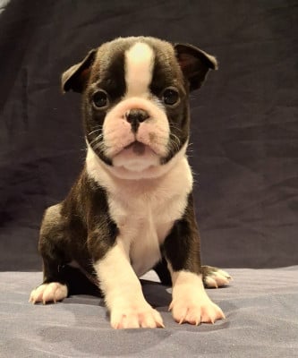 Les chiots de Boston Terrier