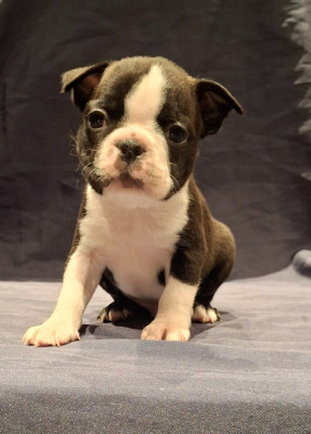 Les chiots de Boston Terrier