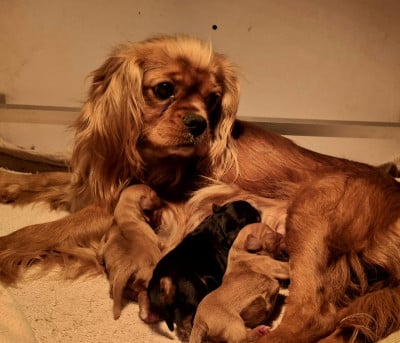 Les chiots de Cavalier King Charles Spaniel