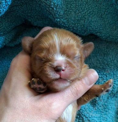 Les chiots de Cavalier King Charles Spaniel