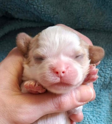 Les chiots de Cavalier King Charles Spaniel