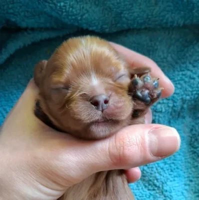 Les chiots de Cavalier King Charles Spaniel