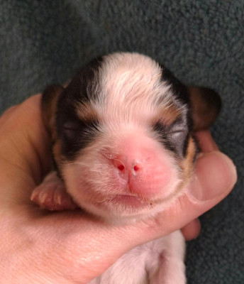 Les chiots de Cavalier King Charles Spaniel