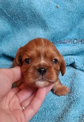 Les chiots de Cavalier King Charles Spaniel