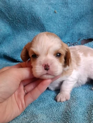 Les chiots de Cavalier King Charles Spaniel