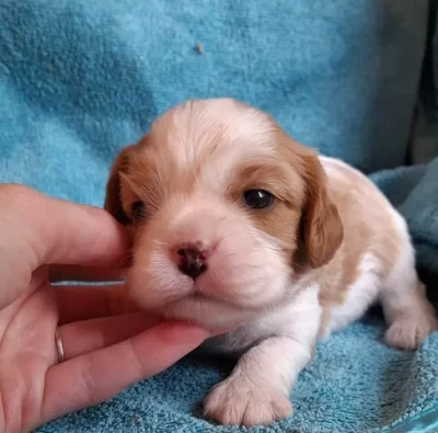 Les chiots de Cavalier King Charles Spaniel
