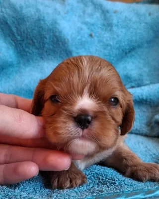 Les chiots de Cavalier King Charles Spaniel