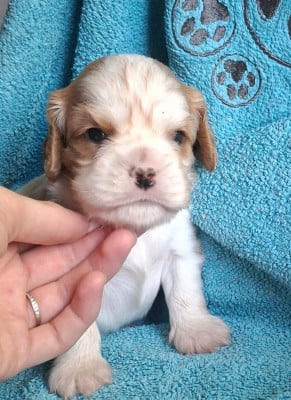 Les chiots de Cavalier King Charles Spaniel