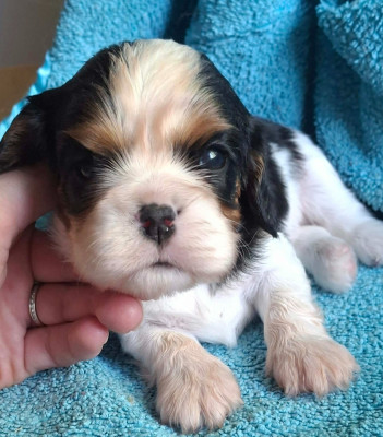 Les chiots de Cavalier King Charles Spaniel