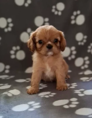Les chiots de Cavalier King Charles Spaniel
