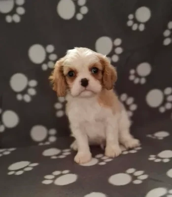 Les chiots de Cavalier King Charles Spaniel