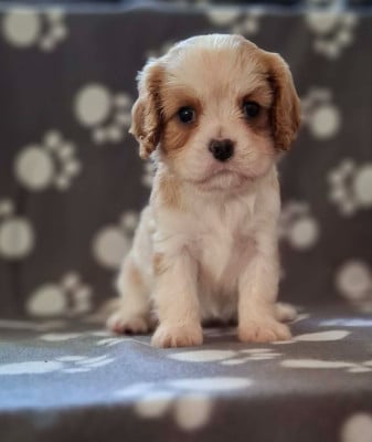 Les chiots de Cavalier King Charles Spaniel