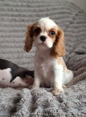 Les chiots de Cavalier King Charles Spaniel