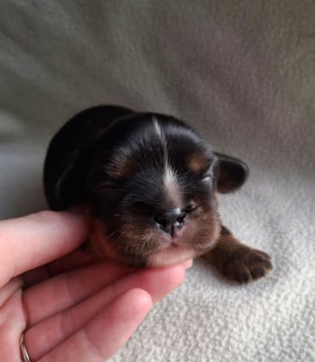Cavalier King Charles Spaniel