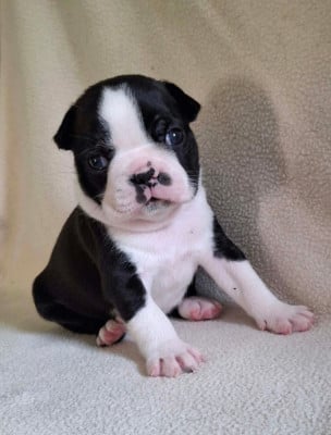 Les chiots de Boston Terrier
