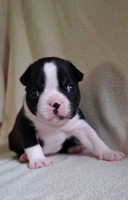 Les chiots de Boston Terrier