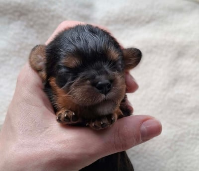 Les chiots de Cavalier King Charles Spaniel