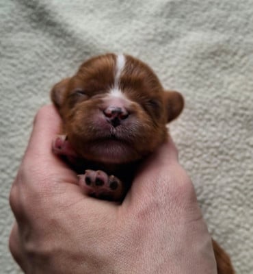 Les chiots de Cavalier King Charles Spaniel