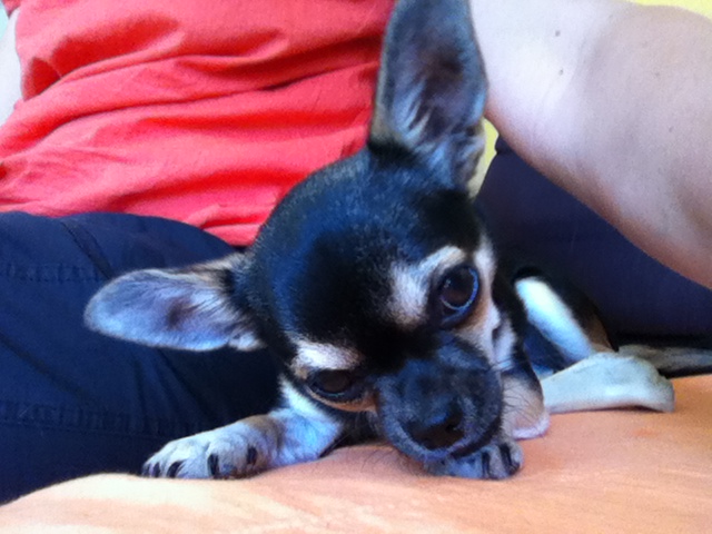 Publication : Des Chihuahuas De L'Itzà