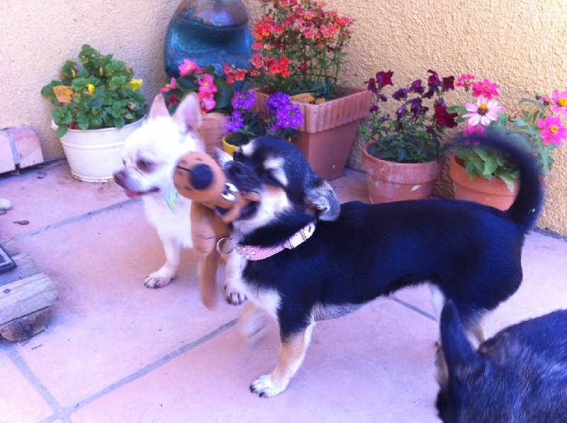 Publication : Des Chihuahuas De L'Itzà