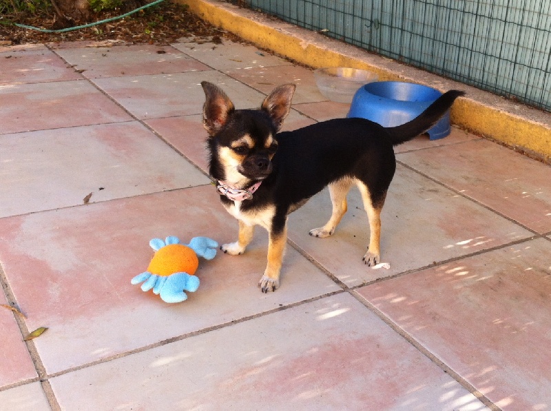 Publication : Des Chihuahuas De L'Itzà