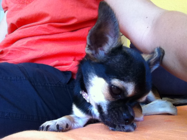 Publication : Des Chihuahuas De L'Itzà